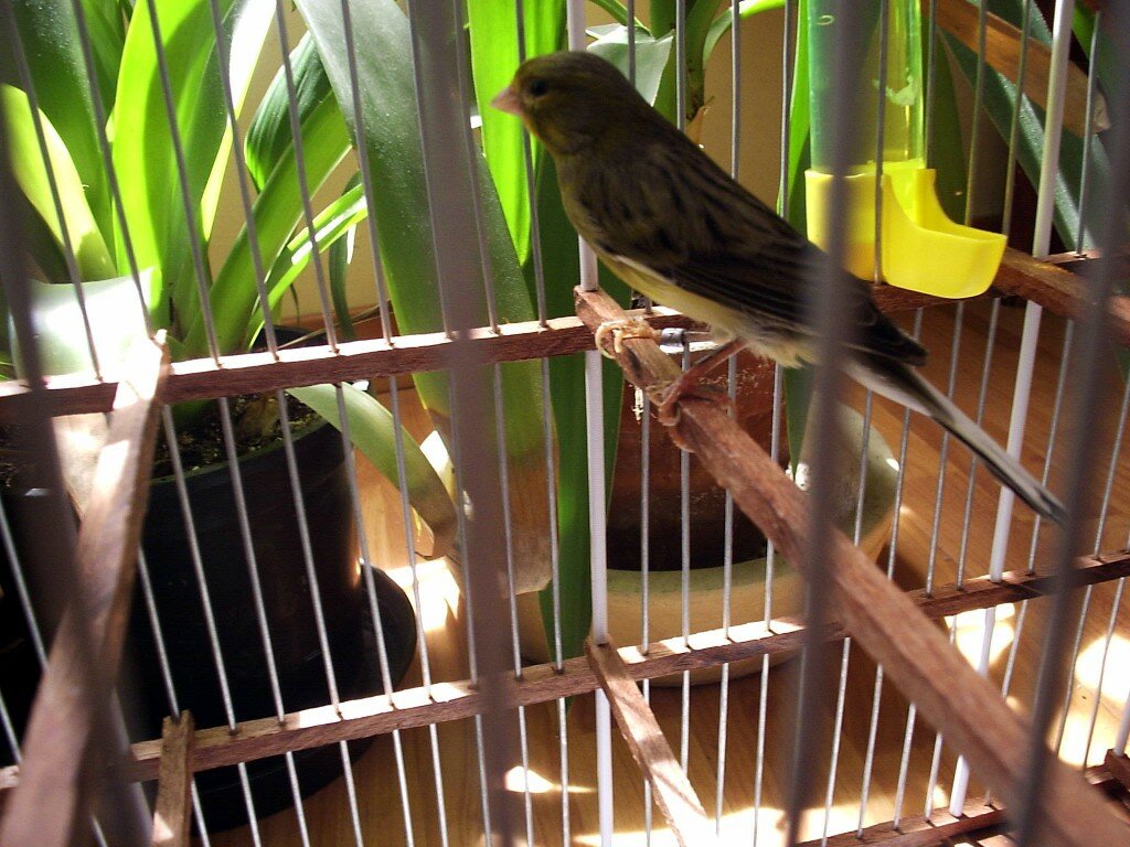 Vogelstaub ist schädlich